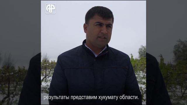 Снег в Таджикистане уничтожил фруктовые деревья