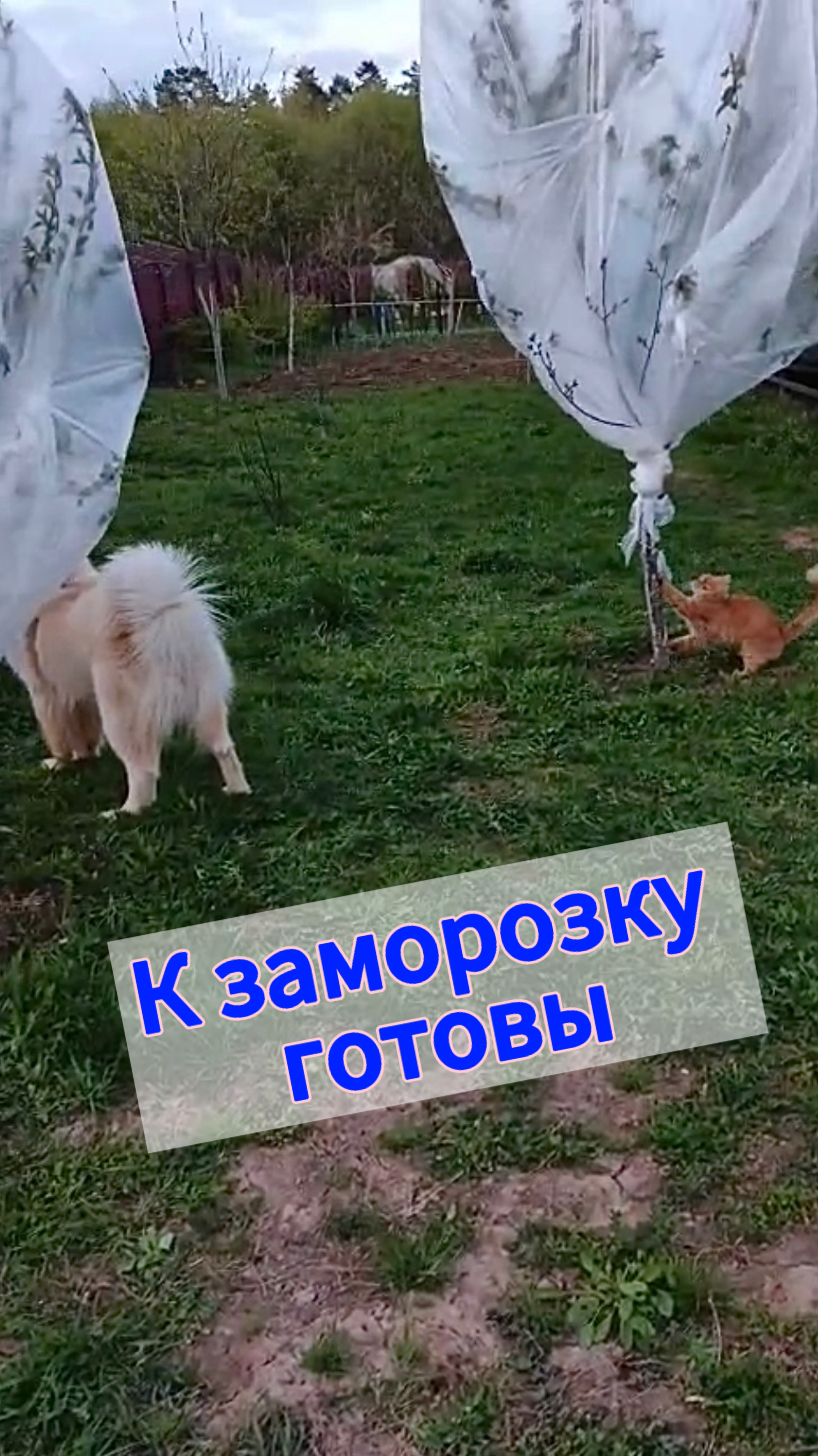 К заморозку готовы, укрыли плодовые деревья, Ричик и Альфушка, как всегда с нами