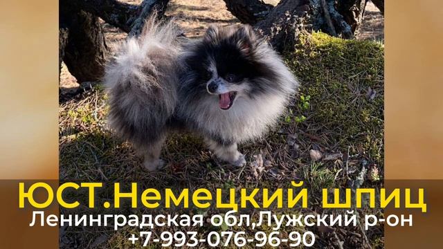 Пропала собака! ЮСТ..Немецкий шпиц. Ленинградская обл,п.Серебрянский