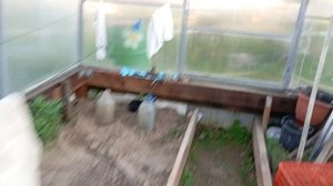Виноград после заморозка с 26 на 27 апреля.