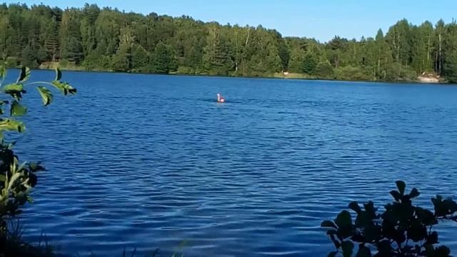 Рекордный заплыв на золинском озере смотреть онлайн