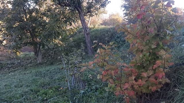 Октябрь! Последние тёплые дни! Сажаю пересаживаю. Обзор . 19. 10. 2022 г. смотреть онлайн