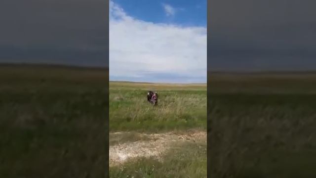 Атты шеру смотреть онлайн