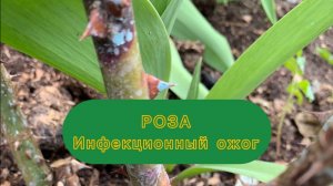 Весенняя обрезка роз / Инфекционный ожог у розы.