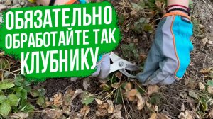 САМОЕ ВАЖНОЕ о клубнике (землянике) весной.