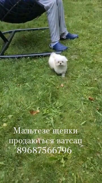 мальтезе мини Корея