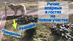 Пес Ричик, впервые, в гостях, на чужом участке. Его реакция и поведение