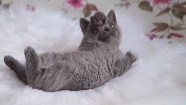 Когда утром не хочется вставать смотреть онлайн