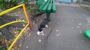 БЕЗДОМНЫХ КОТЕЕК ПОКОРМИЛИ😼