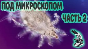 Разные частицы и микроорганизмы под микроскопом 👀 Подборка, часть 2