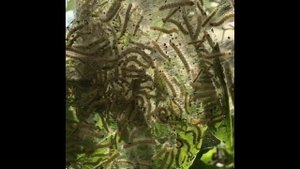 В Сочи гусеница бабочки уничтожает деревья