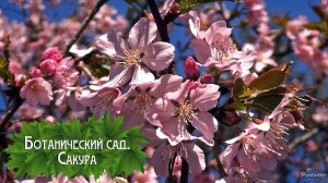 Ботанический сад. Сакура (2025)