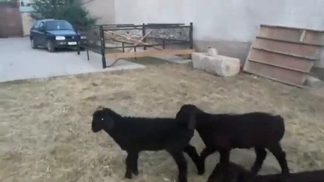 14 бас Гиссар козылар багасын келисемиз адрес:Сарыагаш ☎️ 8 705 600 99 00 смотреть онлайн