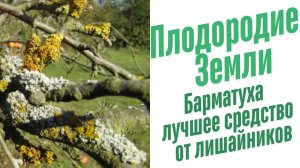Как избавиться от лишайника на деревьях?