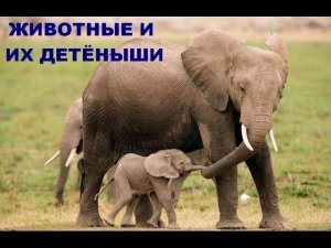 Развивающее видео для детей от года. Дикие животные и их детеныши (Звуки). Умный Ребенок