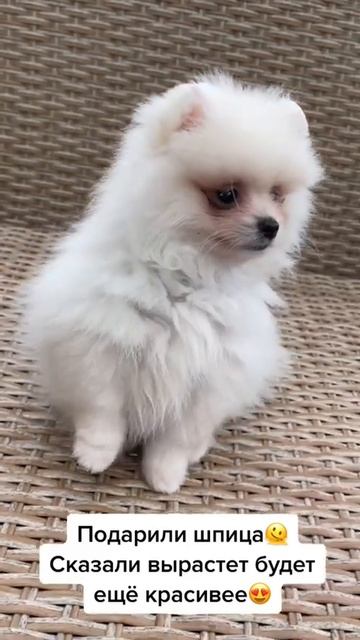 Подарили шпица
