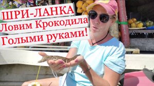 Шри-Ланка. Ловим крокодила голыми руками. Речное сафари