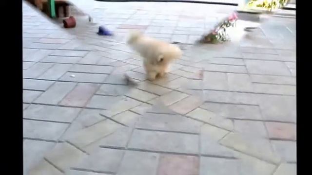 Копия видео "Мальчик шпиц" смотреть онлайн