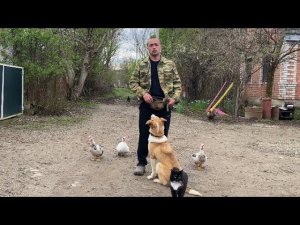 Дрессировка с Раздражителями-Алабай Пума 5,5 месяцев