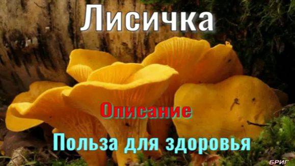 Лисичка . Описание . Польза для здоровья