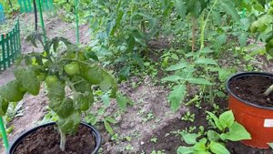 Не_думала,_что_в_деревне_столько_работы_Ничего_не_успеваю,_участок зарастает травой