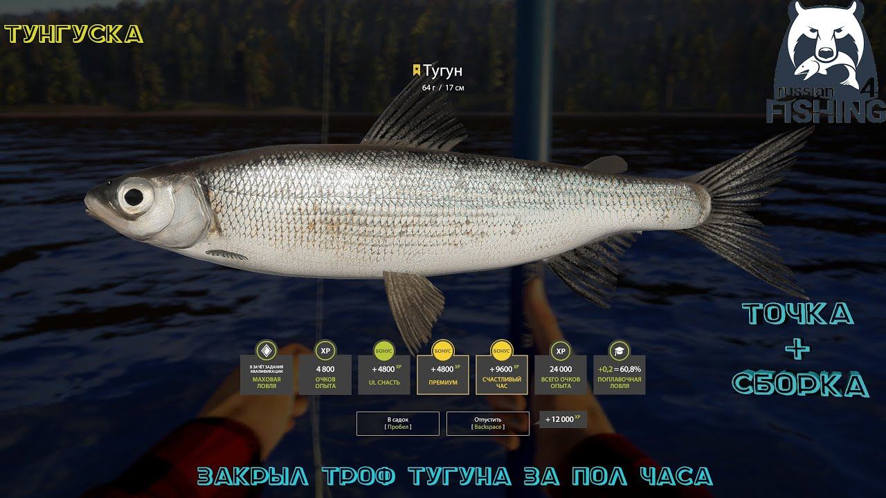 Русская рыбалка 4. Нижняя Тунгуска. Троф тугун. точка+сборка.