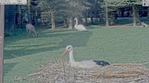 У лебедя трехразовая пробежка в день- 6.30 ,12.25 и вечером - спортивный товарищ