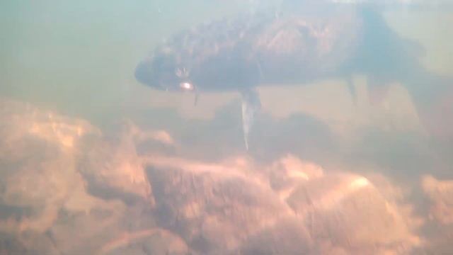 Тул загас "Дэлгэрмөрөн" смотреть онлайн