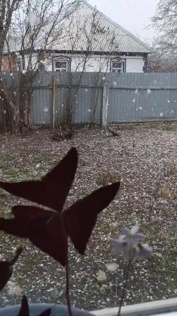 Взгляд цветка на снег. смотреть онлайн