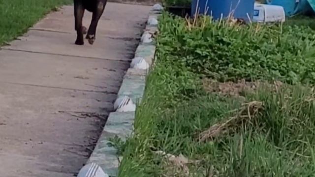 РОТВЕЙЛЕР НА ВСЕ ЛАПЫ И ЗУБЫ