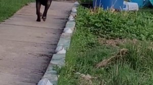 РОТВЕЙЛЕР НА ВСЕ ЛАПЫ И ЗУБЫ