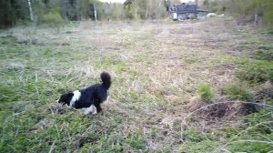 VID_20250426_172234.mp4буран ловит бублик