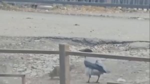 😅 Весна в Петербурге: ворона выгуливает крысу.