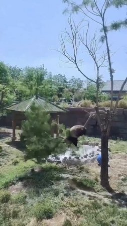 Из видео становится понятно, почему панды постоянно находятся на грани исчезновения.
