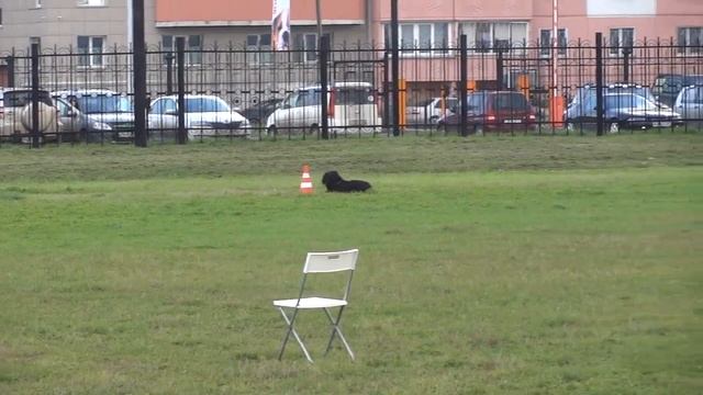 РЧТ Денеб Кейтос Майра Манящая Звезда, 2-место по BH/VT, 53 балла. смотреть онлайн