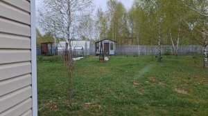 Томаты в теплице. У окна целый день. Кухня