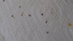 25 сентября 2024 года. Результат бипина с сиропом через 12 часов. Отличие сухого клеща от свежего