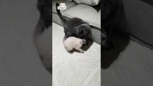 Смешные животные!)
