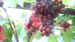 Виноград 2017( часть первая) Максим Мойсеенко.