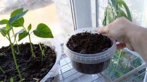 Пирожки с рисом и изюмом.