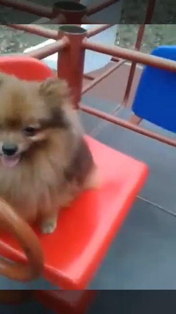 Шпиц Яша Новоивановское Зональный 7   Яша уже большой и катается на карусели