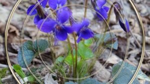 Стыдливое чудо