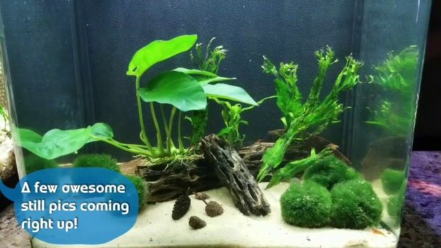 Red Cherry Shrimp Cube Tank - Breeder Tank Tank смотреть онлайн