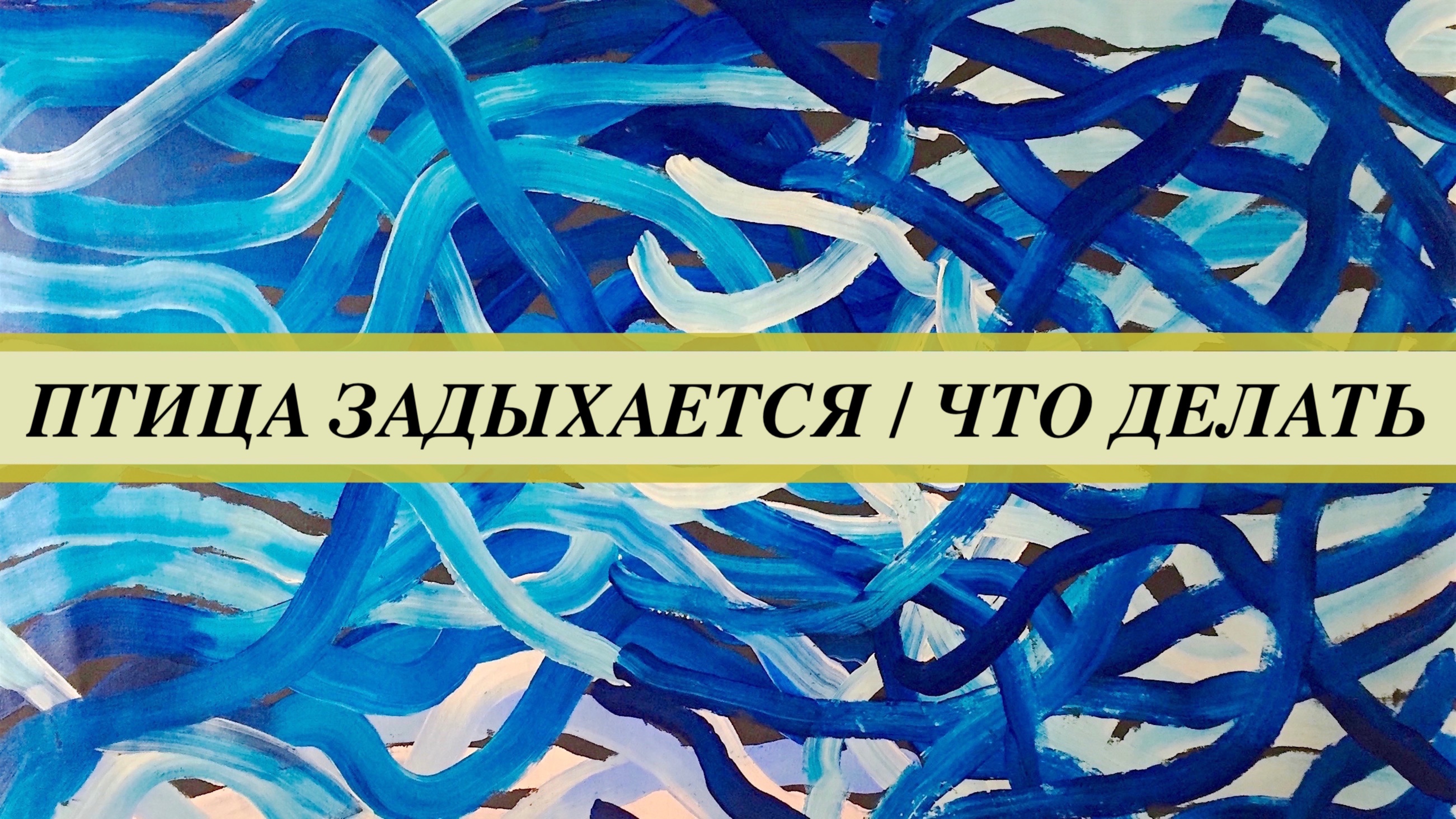 Что делать если птица задыхается?? Признаки блокады дыхательной системы птицы.