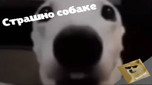 собака дрожит🐶🥶😱😨