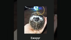 Животные + шиза=