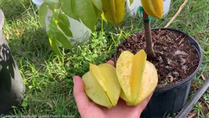 Редкие Фрукты, которые Вы Увидите Впервые