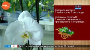 Садовые истории — правильная подкормка фаленопсисов