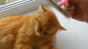 Причёска для кота