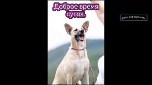 Приютские хвостики